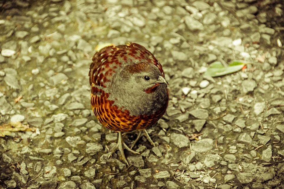 A Chinese Bamboo Partridge in Yangmingshan National Park, Taiwan. This subspecies is also known as Taiwan Bamboo Partridge.