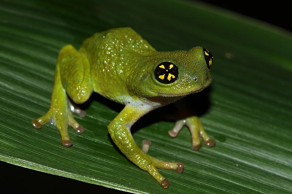 Raorchestes chalazodes, an endemic frog of Western ghats.