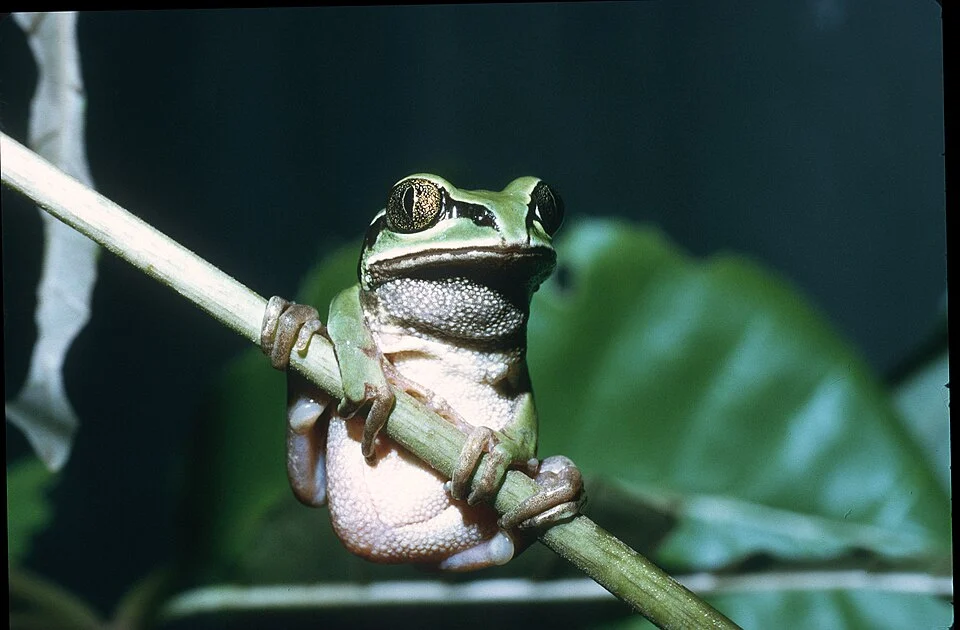 Leptopelis nordequatorialis - West Cameroon Forest Tree Frog in Adamaoua, Cameroon. Photo by Jean-Louis Amiet. Original iNaturalist observation here: https://www.inaturalist.org/observations/338786610