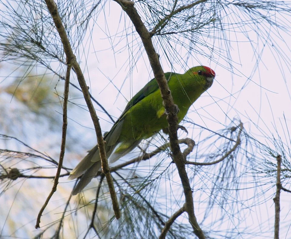 Cyanoramphus saisseti, Sud, NC, 2010-12-24 (iNaturalist).