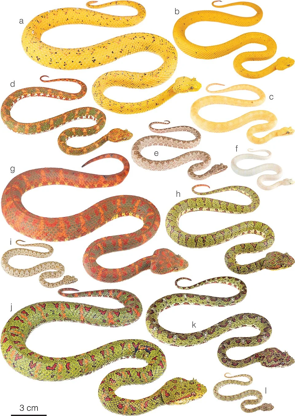 a. Adult female from a private collection in Costa Rica; b.MHCH 3269 adult from Guabito, Bocas del Toro province, Panama; c. Subadult from Parque Nacional Gandoca Manzanillo, Limón province, Costa Rica; d. Adult from a private collection in Costa Rica; e, f. Juveniles from Parque Nacional Gandoca Manzanillo, Limón province, Costa Rica; g.MHCH 3268 adult female from Portón, Chiriquí province, Panama; h.MHCH 3266 adult female from Chucantí Reserve, Darién province, Panama; i. Subadult from Parque Nacional Gandoca Manzanillo, Limón province, Costa Rica; j. Adult female from a private collection i