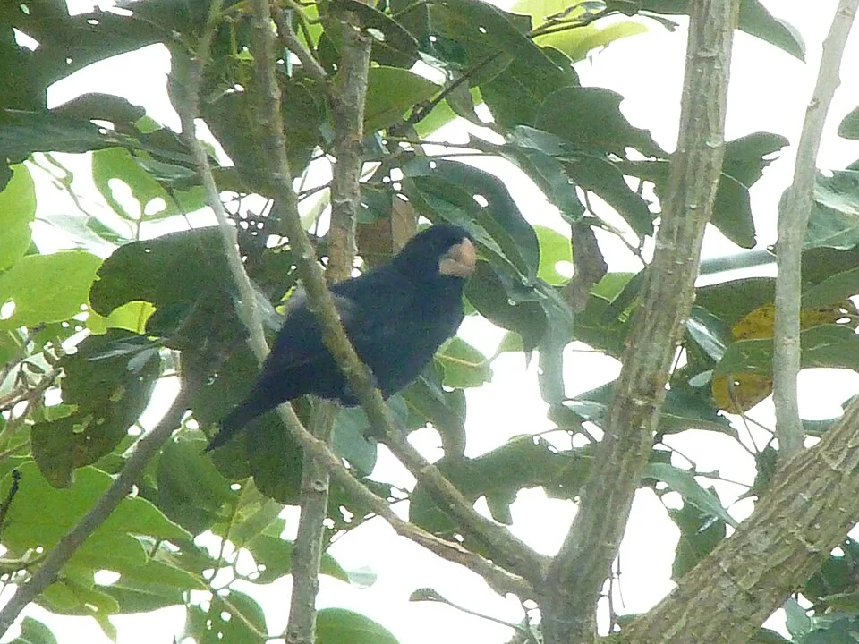 Nicaraguan Seed-Finch - digiscoped - 15 November 2014 - Caño Negro area, Alajuela Province, Costa Rica
