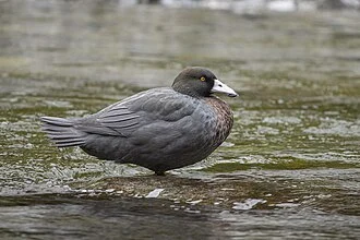 Blue Duck (Hymenolaimus malacorhynchos)