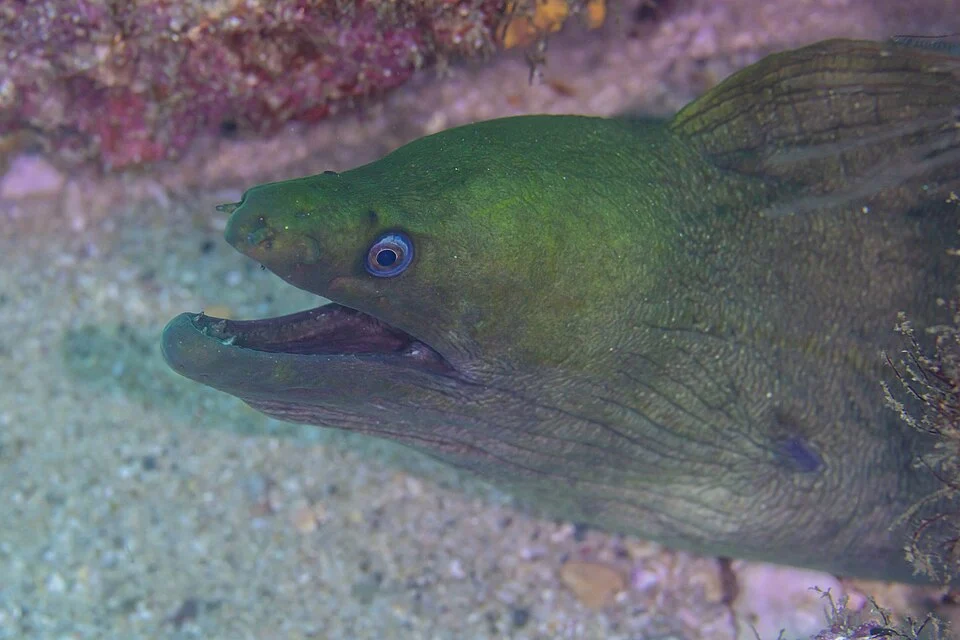 Panamic green moray eel (Gymnothorax castaneus), Cabo Pulmo, Baja California, Mexico