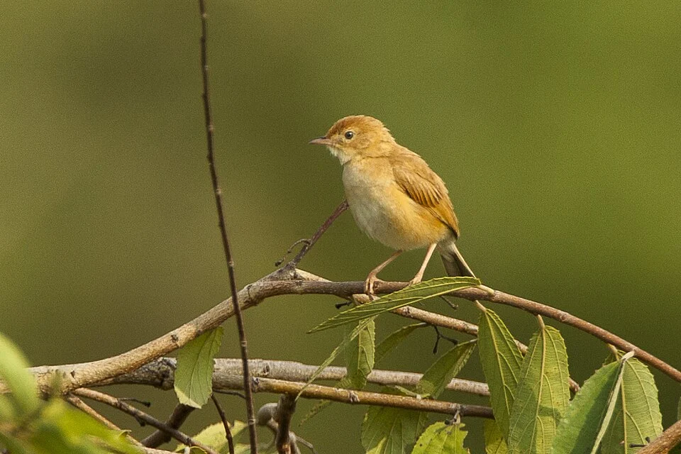 Foxy Cisticola - Murchison Falls NP Uganda 06_5128