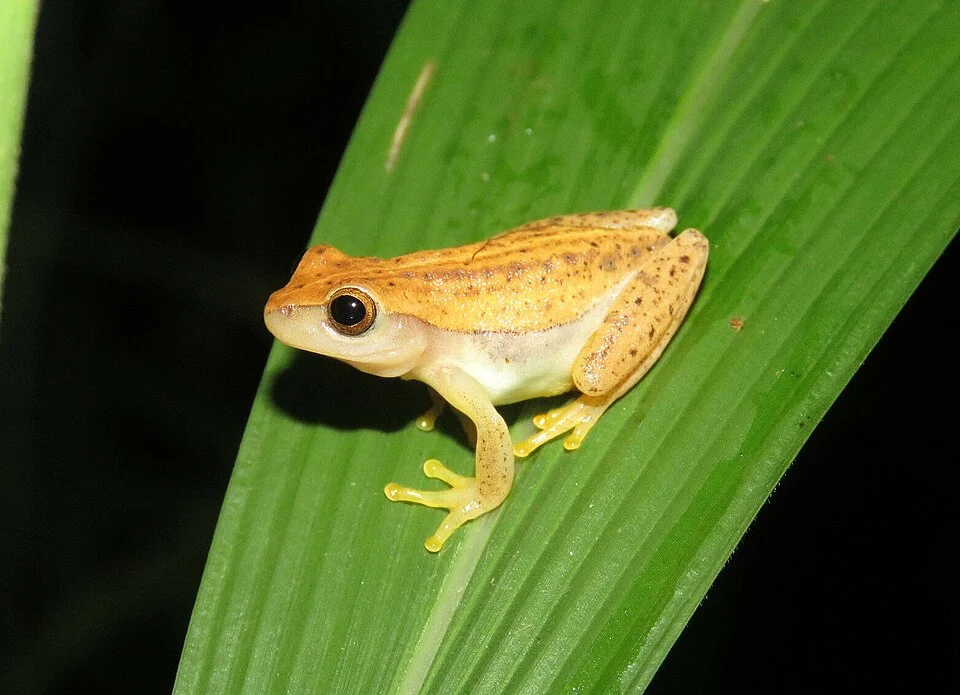 Walford's Yellow Tree Frog (Dendropsophus walfordi)