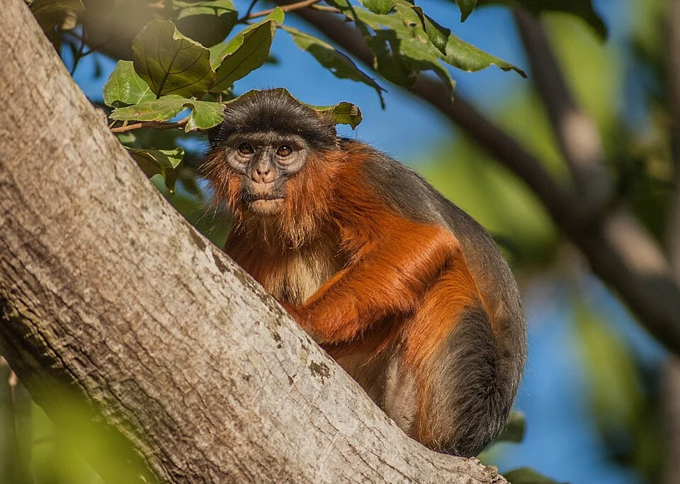 Western Red Colobus Monkey
