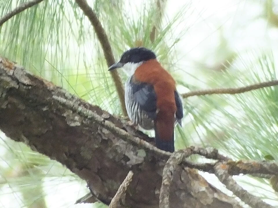 Vietnamese Cutia; Lâm Đồng, Vietnam
