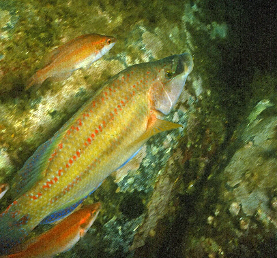 Symphodus tinca (Linnaeus, 1758), mâle et femelles - Banyuls-sur-Mer, Sec de Rédéris : 07/80