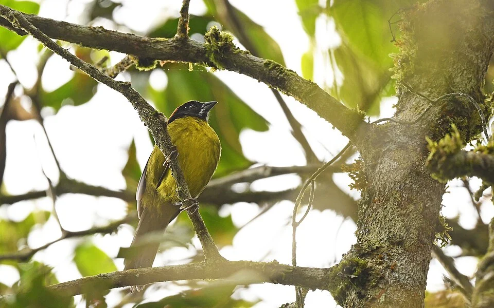 Moustached brushfinch (Atlapetes albofrenatus) in Colombia. Photo by Christoph Moning. Original iNaturalist observation here: https://www.inaturalist.org/observations/158228334