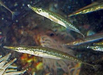 Photo of Aulorhynchus flavidus (tubesnout) at the Vancouver Aquarium