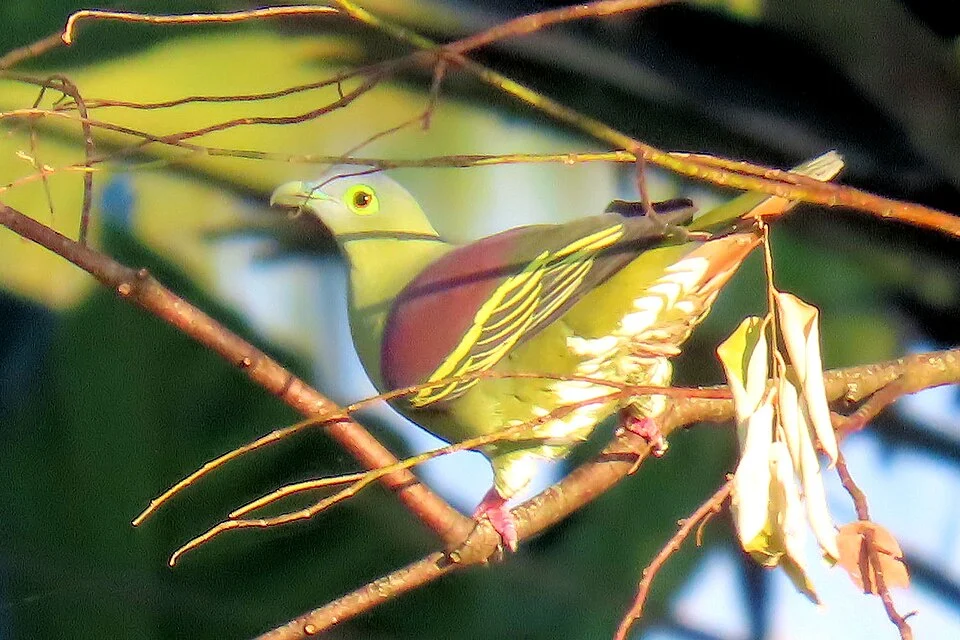 Grey-cheeked Green-Pigeon, Ubud, Bali
