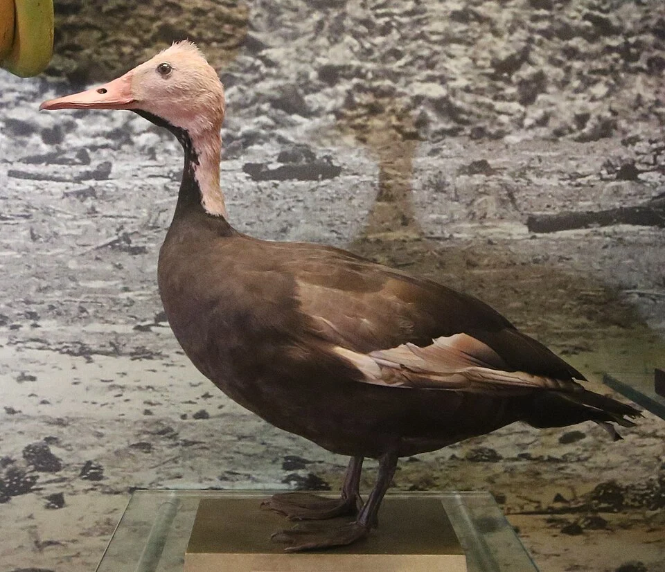 Photo of a Taxidermied Rhodonessa caryophyllacea (Pink-headed duck)