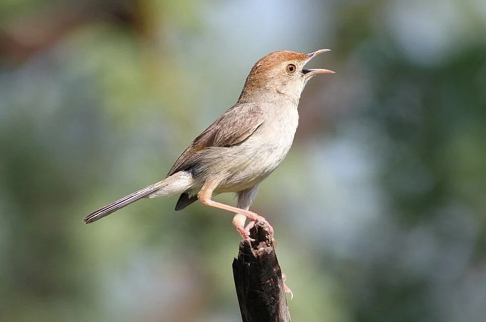 Neddicky, or piping cisticola, Cisticola fulvicapilla at Pilanesberg National Park, Northwest Province, South Africa