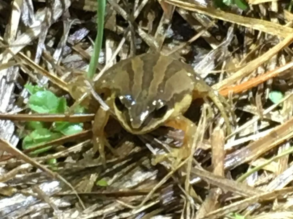 Brimley's Chorus Frog (Pseudacris brimleyi). Species of amphibian.
