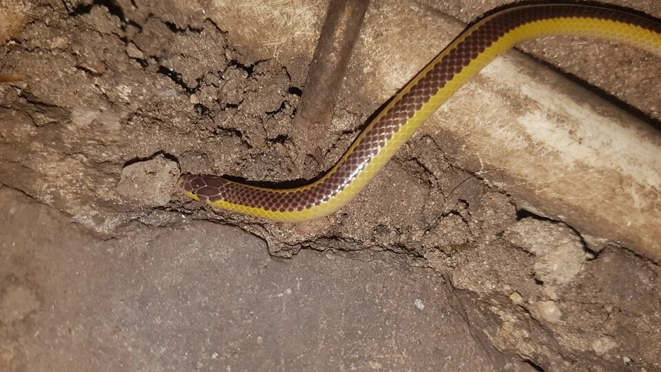 Kalahari purple-glossed snake (Amblyodipsas ventrimaculata) by Jean