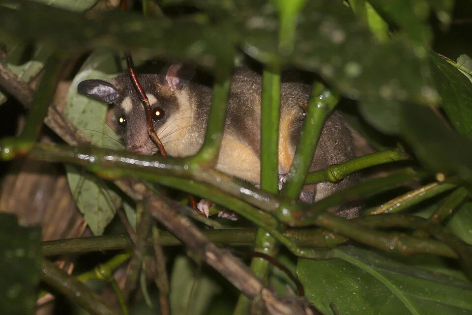 Anderson's Four-eyed Opossum (Philander andersoni)