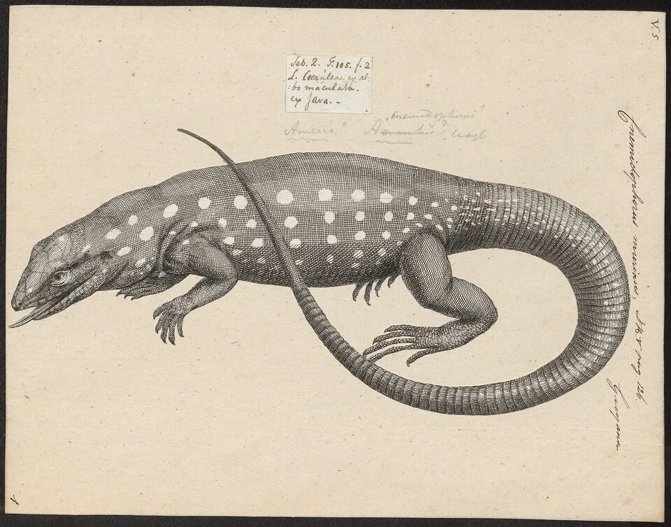Cnemidophorus murinus