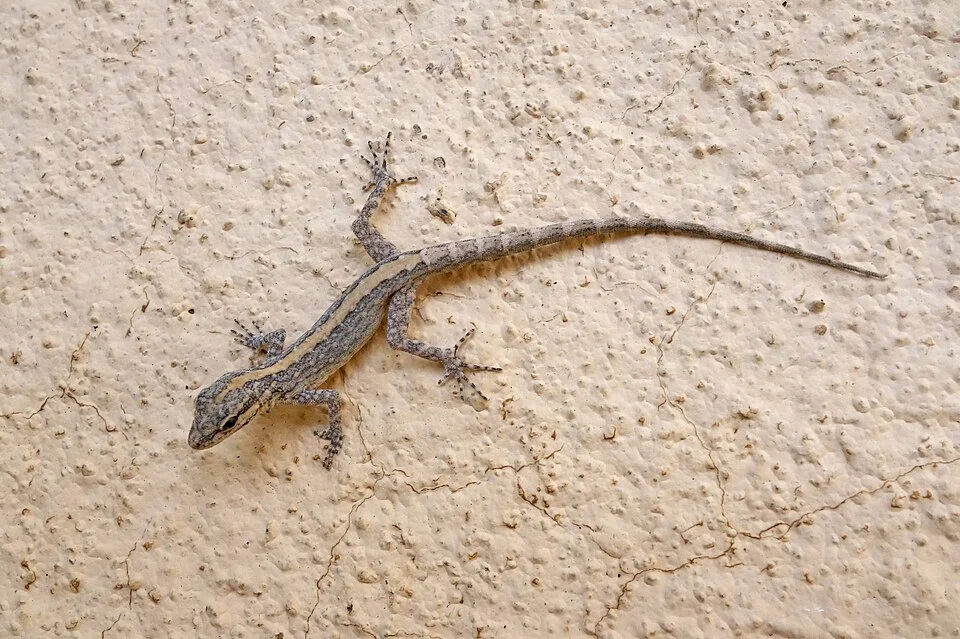 Pristurus gallagheri - Gallagher's rock gecko. Species of lizard.