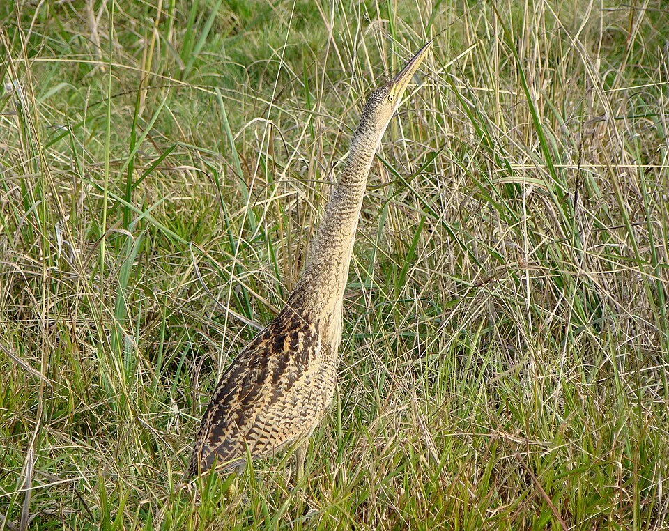 Botaurus pinnatus, Rio Grande, Rio Grande do Sul, Brazil 32°10'00"S 52°32'00"W