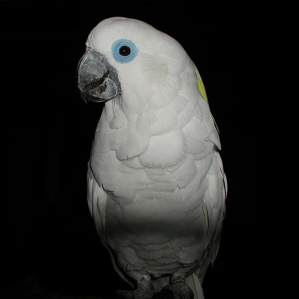 Blue-eyed Cockatoo at Vogelpark Walsrode, Germany.