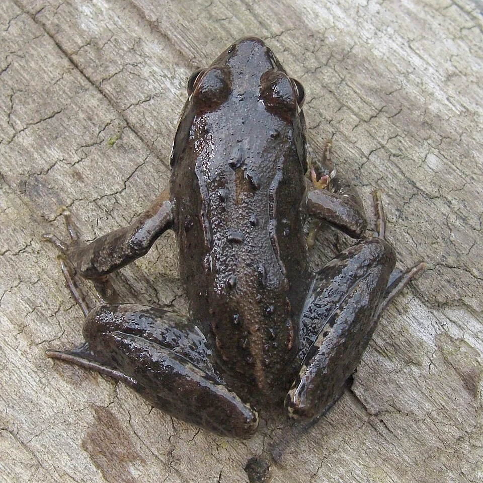 Raninae_Rana_R_ornativentris_Montane_brown_frog(Hakkouda.Aomori.Japan)