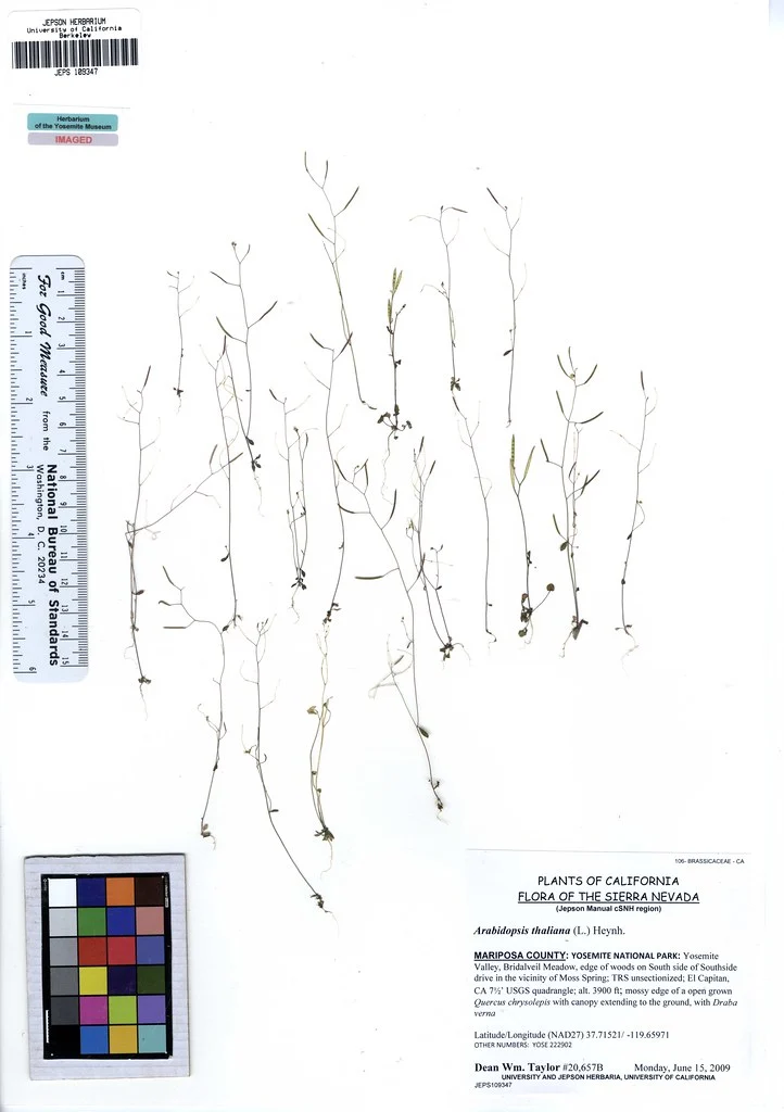 Arabidopsis thaliana pressed plants on herbarium sheet JEPS 109347, with Yosemite collection label, ruler and colour scale