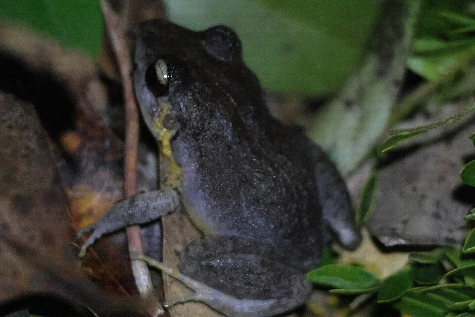 Eleutherodactylus pantoni. Species of amphibian.