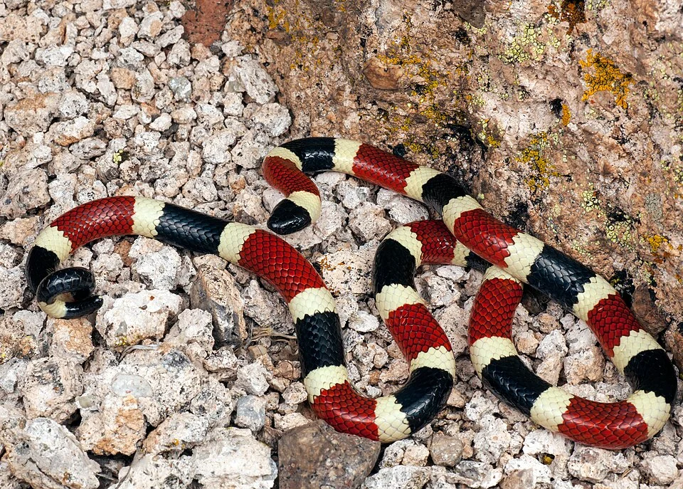Sonoran coral snake (Micruroides euryxanthus).