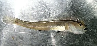 Sand goby (Pomatoschistus minutus) from the Gulf of Gdansk, caught near the Hel Marine Station