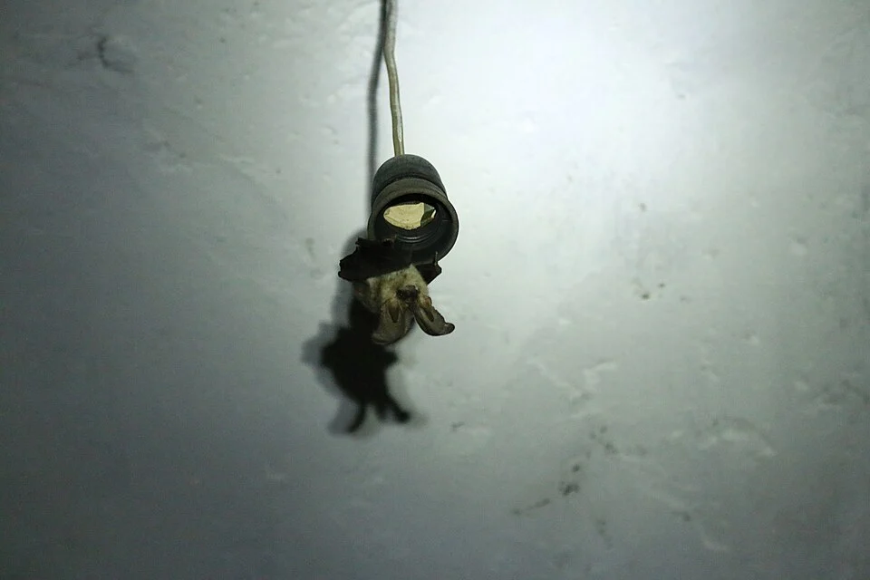 P. kolombatovici in a bunker (Sazan Island, Albania).