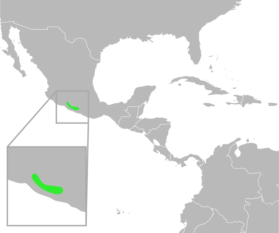 The distribution of Bufo perplexus. Data from Mulcahy, D.; Williams, T.; Mendelson, III, J; and Sites, J. (2008) "Phylogenetic Relationships Among Mesoamerican Bufonids." Poster presented at the 2009 Joint Meeting of the American Society of Ichthyologists and Herpetologists. Abstract available here, p. 58.