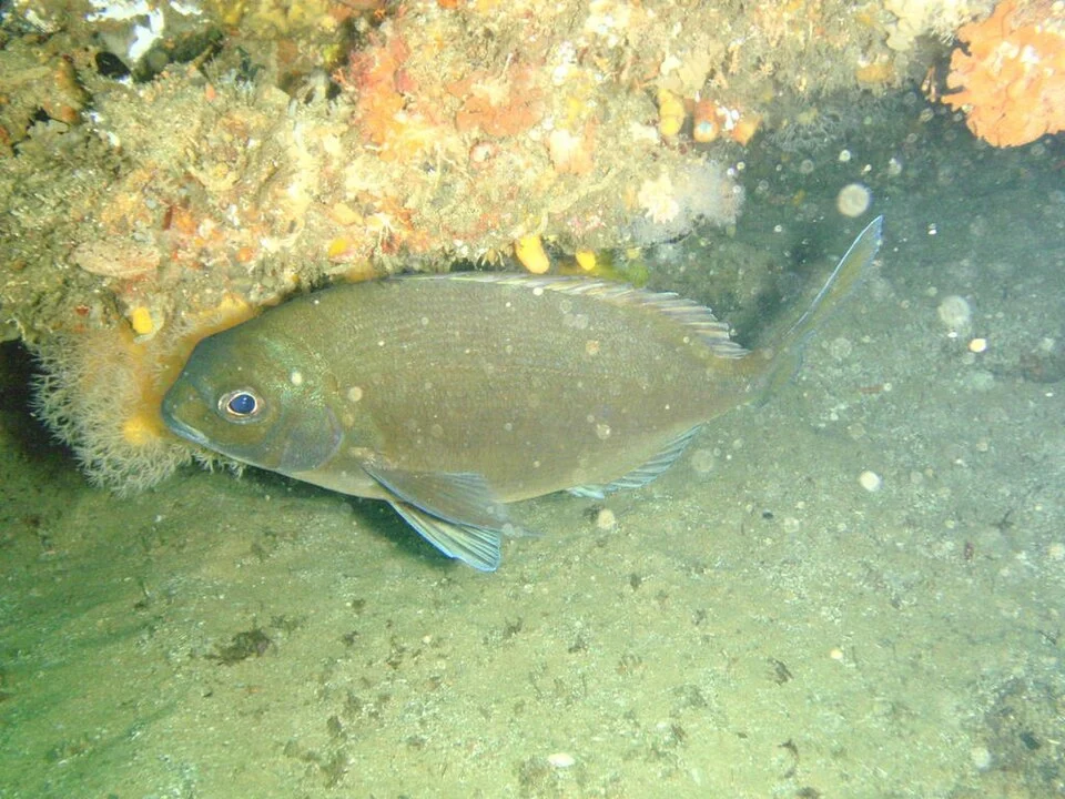 Bronze Seabream Pachymetopon grande