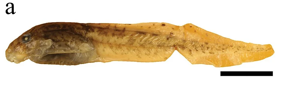 Laurent's Night Frog (Astylosternus laurenti) tadpole. Species of amphibian.