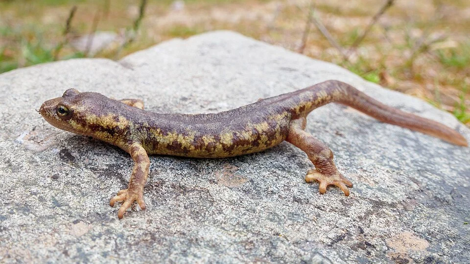 A left lateral view of Euproctus montanus (the Corsican brook salamander), still in its terrestrial phase in early May before moving to nearby streams. Adult male specimen. Field of view ca. 10 cm.