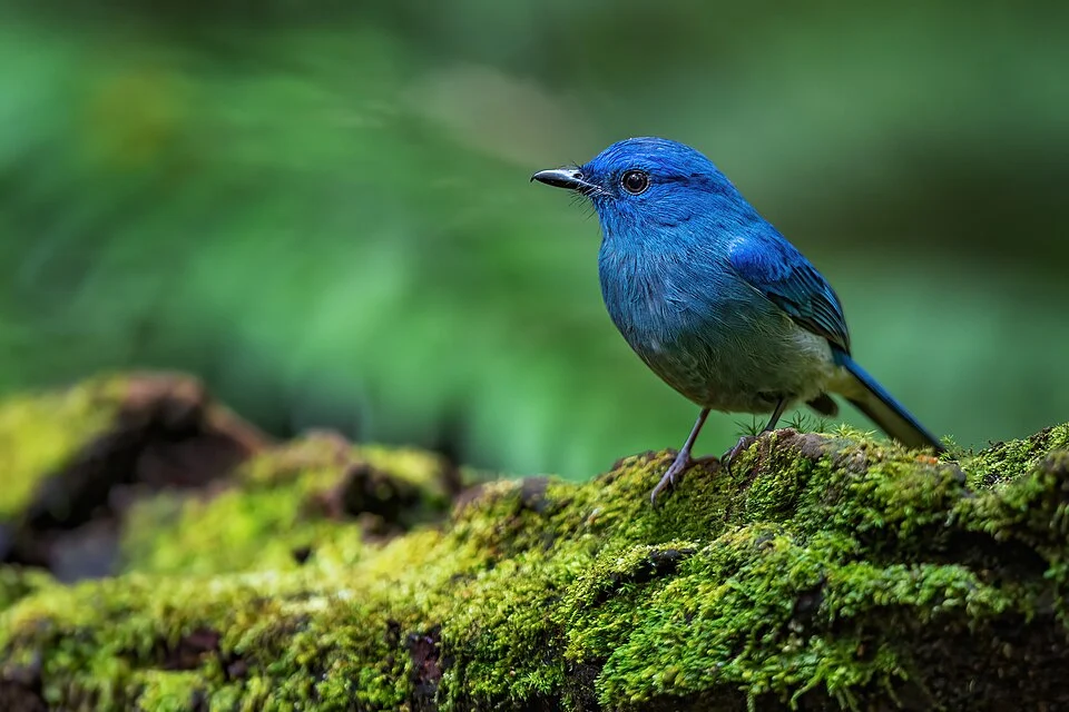 Pale blue flycatcher. East Java, Indonesia