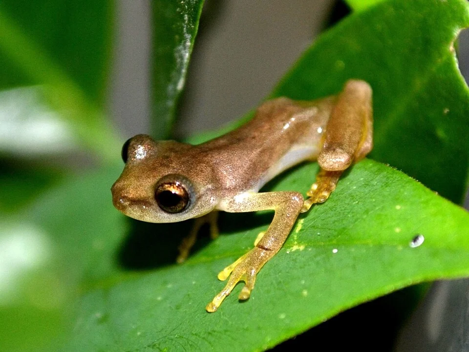 Exerodonta sumichrasti