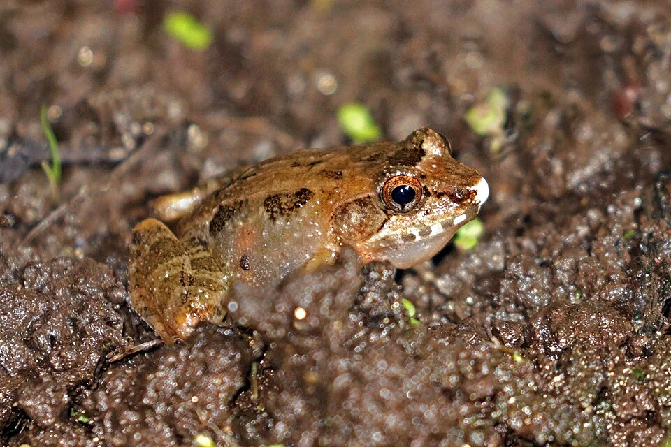 Malagasy common marsh frog (Mantidactylus betsileanus), Ranomafana National Park, Madagascar