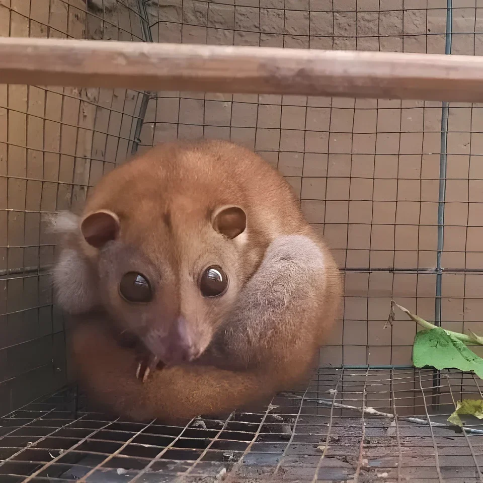 A rescued cuscus (Phalanger orientalis) by BBKSDA from Sorong PELNI Harbour on 15 Agustus 2021.