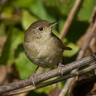 Northern House Wren. Point Meadows. Glastonbury, CT USA