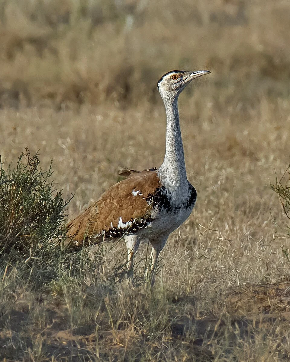 Great Indian Bustard Ardeotis nigriceps, Desert National Park, Rajasthan, India