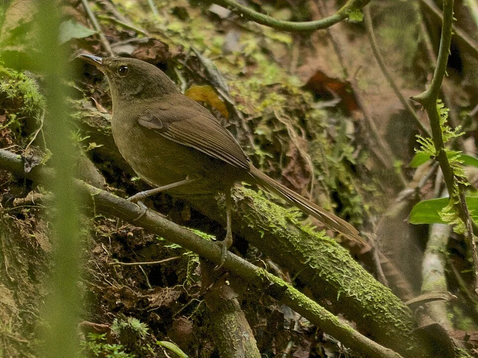 Madagascar brush warbler in Analamazaotra Special Reserve