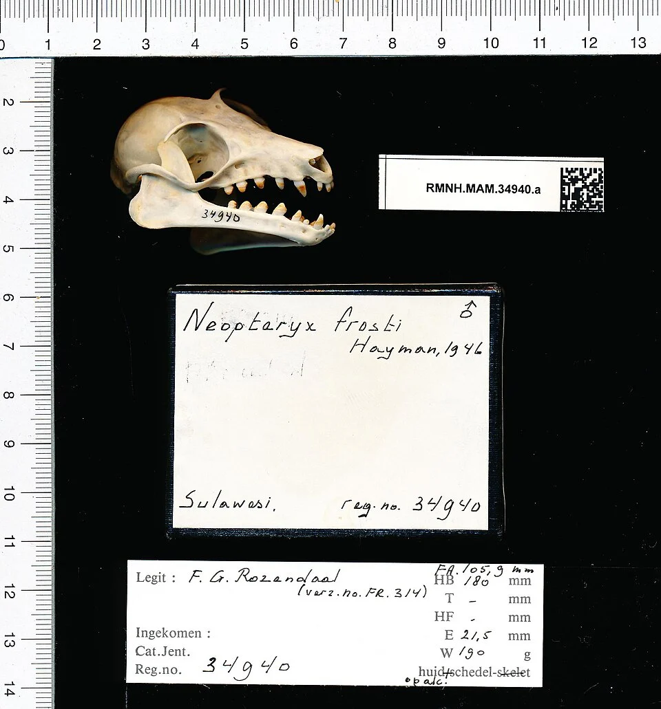 Neopteryx frosti