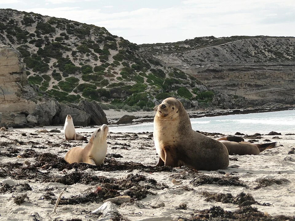 Australian sea lions on the beach at the Seal Bay Conservation Park on Kangaroo Island, South Australia