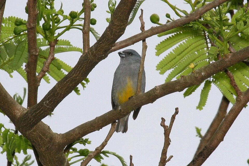 Jamaican Euphonia (Euphonia jamaica) Dysmorodrepanis 12:54, 29 May 2008 (UTC)