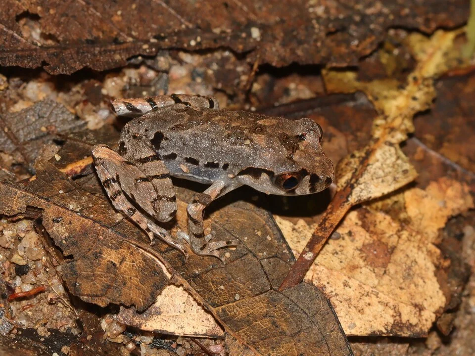 Leptobrachella ventripunctata - Speckle-bellied metacarpal-tubercled toad in Chiang Rai, Thailand. Photo by Ian Dugdale. Original iNaturalist observation here: https://www.inaturalist.org/observations/301781596