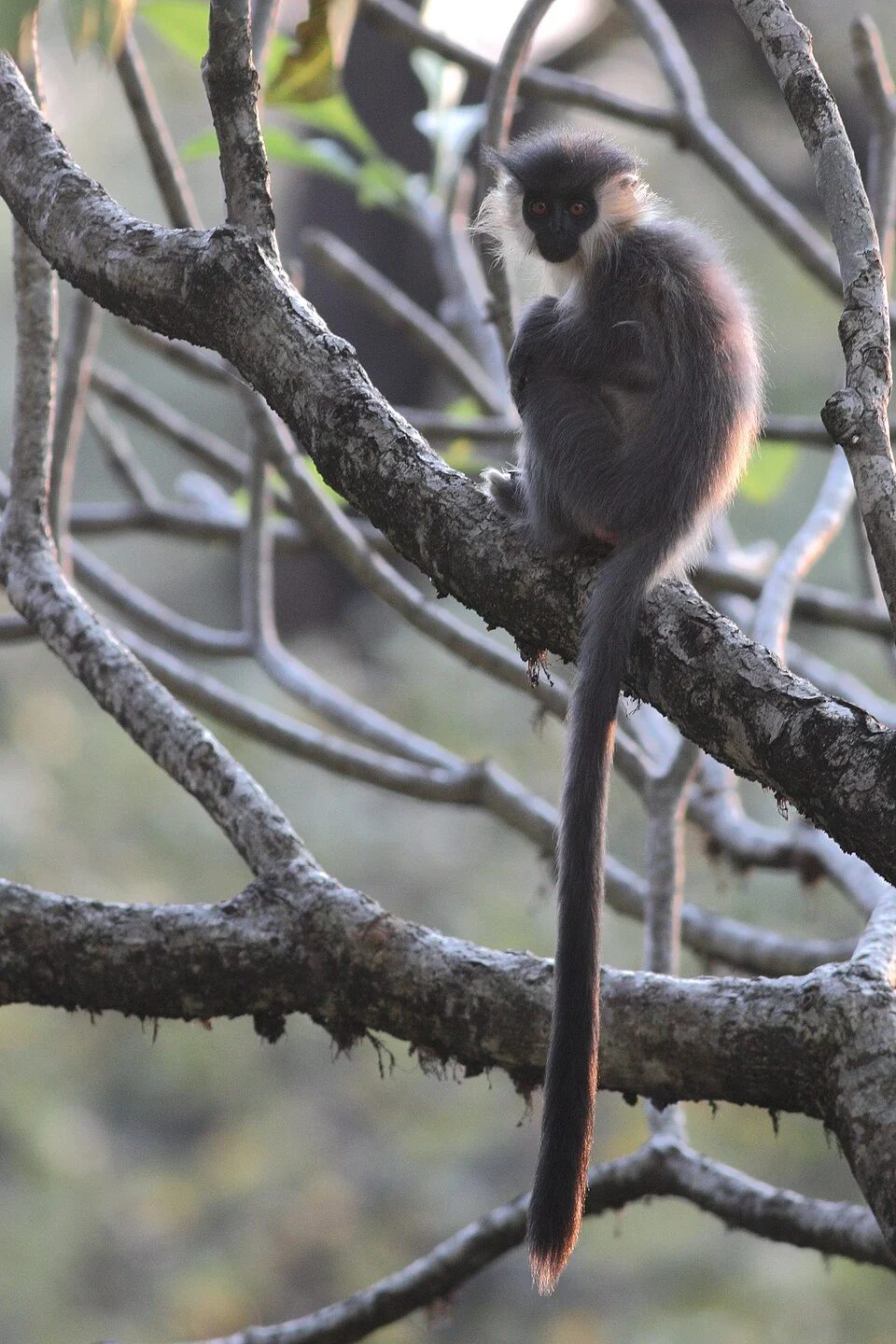 This subspecies 'tenebricus' of Capped Langur is found on the north bank of Brahmaputra up to low altitude Bhutan Hills. Photographed one is from Manas Tiger Reserve Assam from GoingWild's (wwww.goingwild.in) wildlife tour on 03.01.2019.