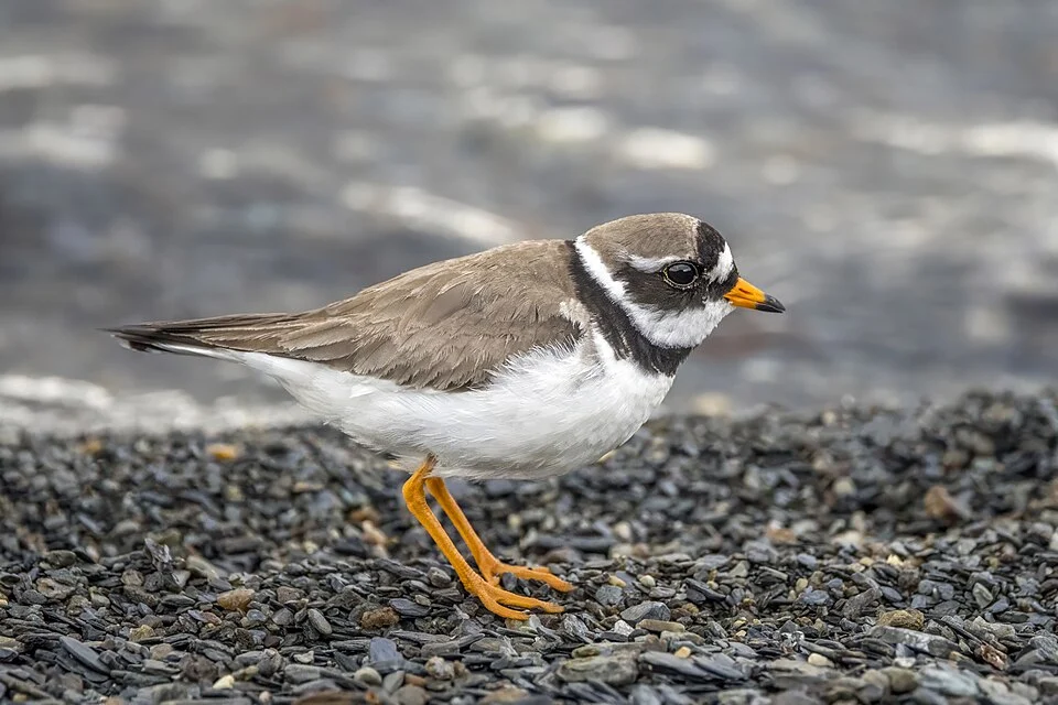 Common ringed plover (Charadrius hiaticula), near Orkelsjoen, in the mountains above Oppdal, Norway