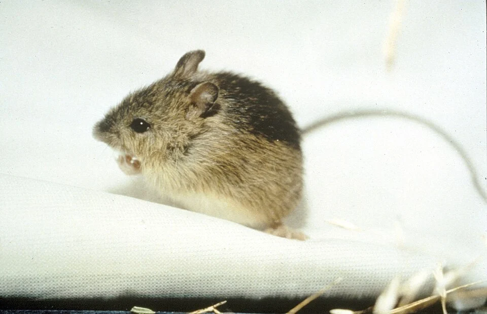 Prebles Meadow Jumping Mouse (Zapus hudsonius preblei)