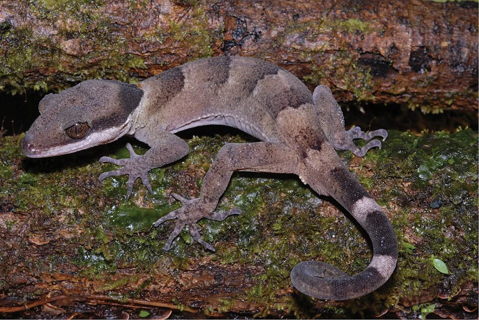 Genotyped Cyrtodactylus novaeguineae from southern slopes of the Central Cordillera of New Guinea. Photograph S. Richards.